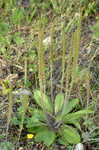 Virginia plantain